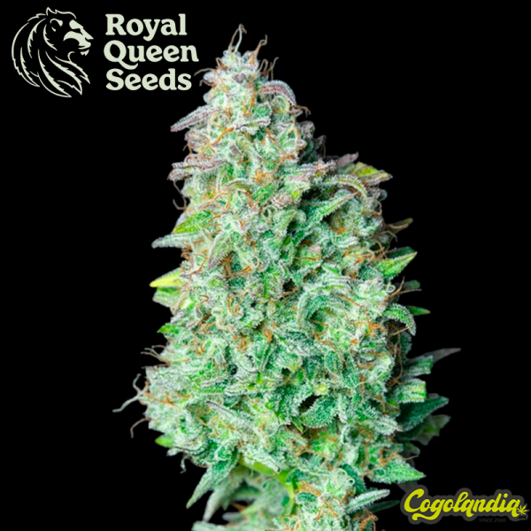 Quick one - Royal Queen Seeds Semillas autoflorecientes