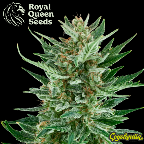 Easy Bud - Royal Queen Seeds Semillas autoflorecientes