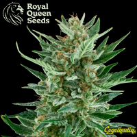 Easy Bud - Royal Queen Seeds Semillas autoflorecientes