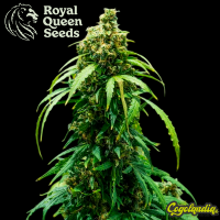 Royal Dwarf Auto