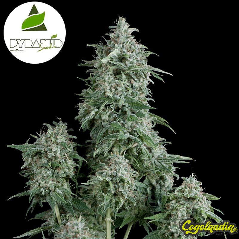 Auto Amnesia Gold - Pyramid Seeds