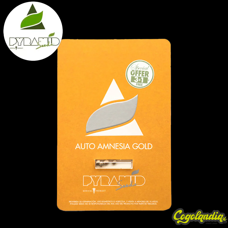 Auto Amnesia Gold - Pyramid Seeds