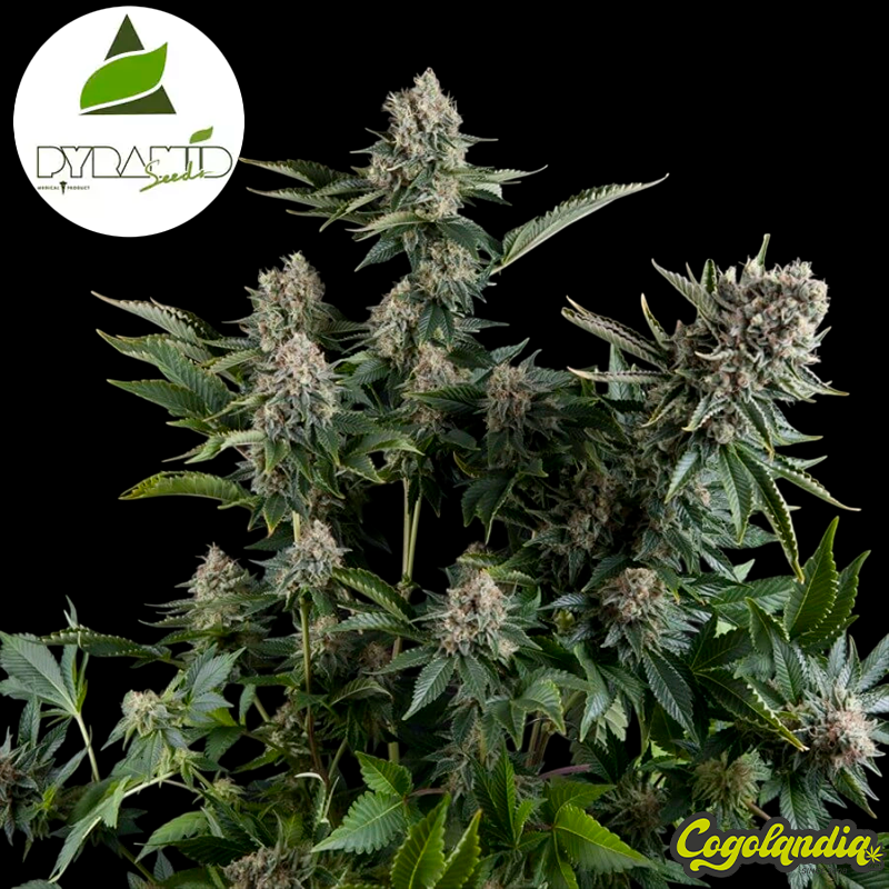 Auto White Widow - Pyramid Seeds