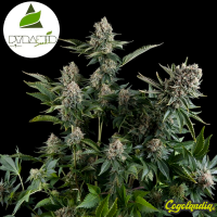 Auto White Widow - Pyramid Seeds