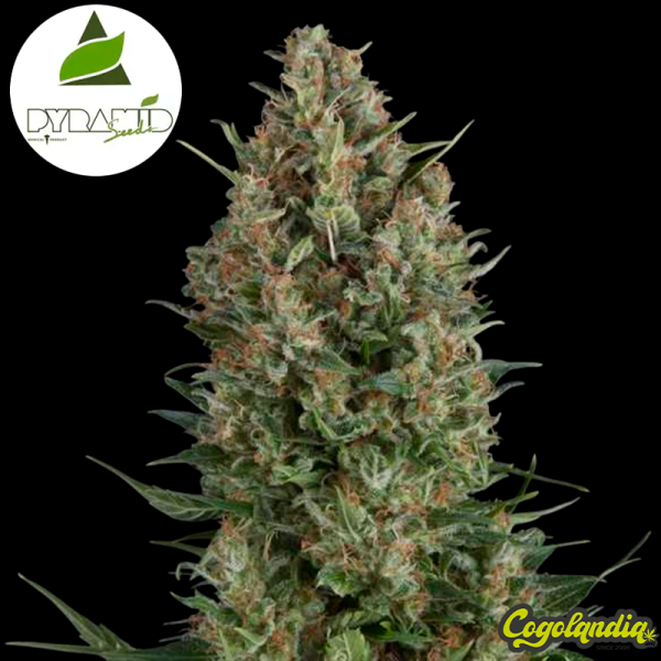 Auto Wembley - Pyramid Seeds