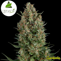 Auto Wembley - Pyramid Seeds