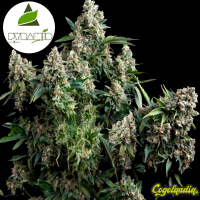 Auto Tutankhamon - Pyramid Seeds