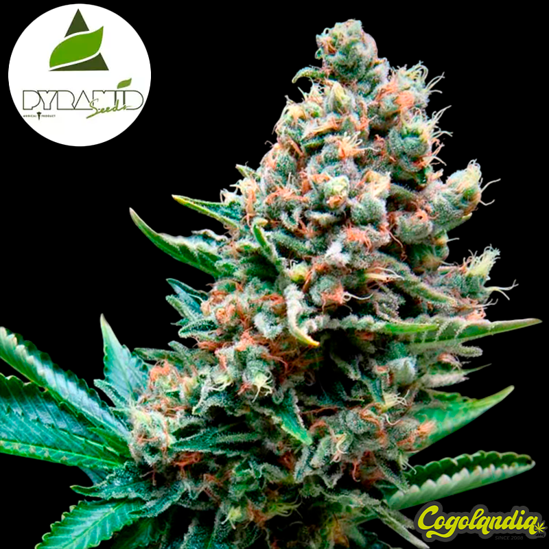 Auto Super OG Kush - Pyramid Seeds