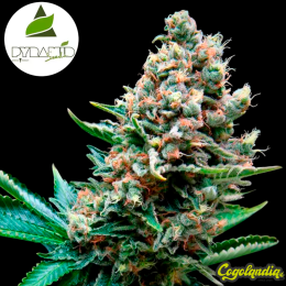 Auto Super OG Kush - Pyramid Seeds