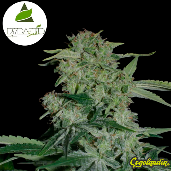 Auto Super Hash - Pyramid Seeds