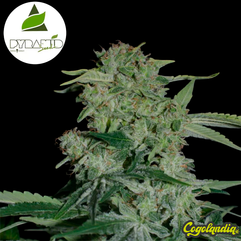Auto Super Hash - Pyramid Seeds