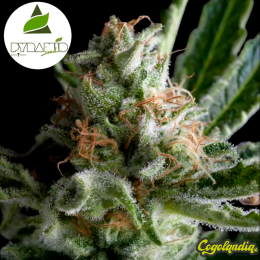 Auto Shark - Pyramid Seeds