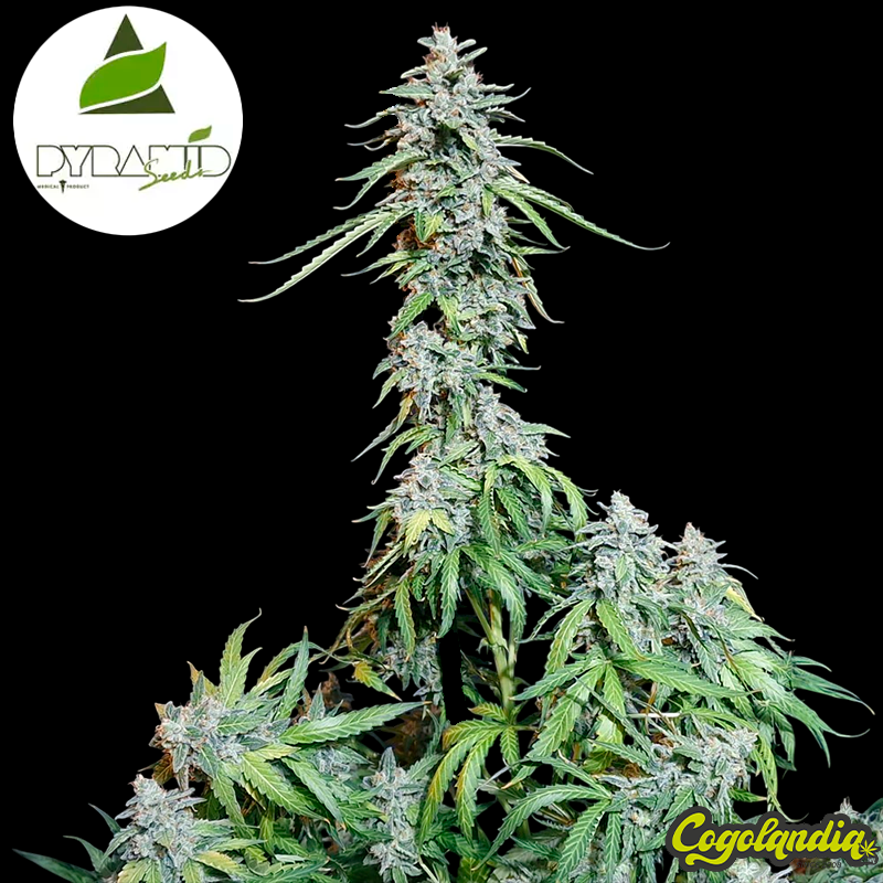 Auto Ramses - Pyramid Seeds