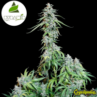 Auto Ramses - Pyramid Seeds