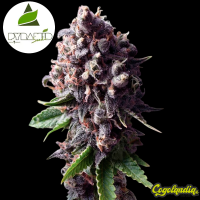 Auto Purple - Pyramid Seeds