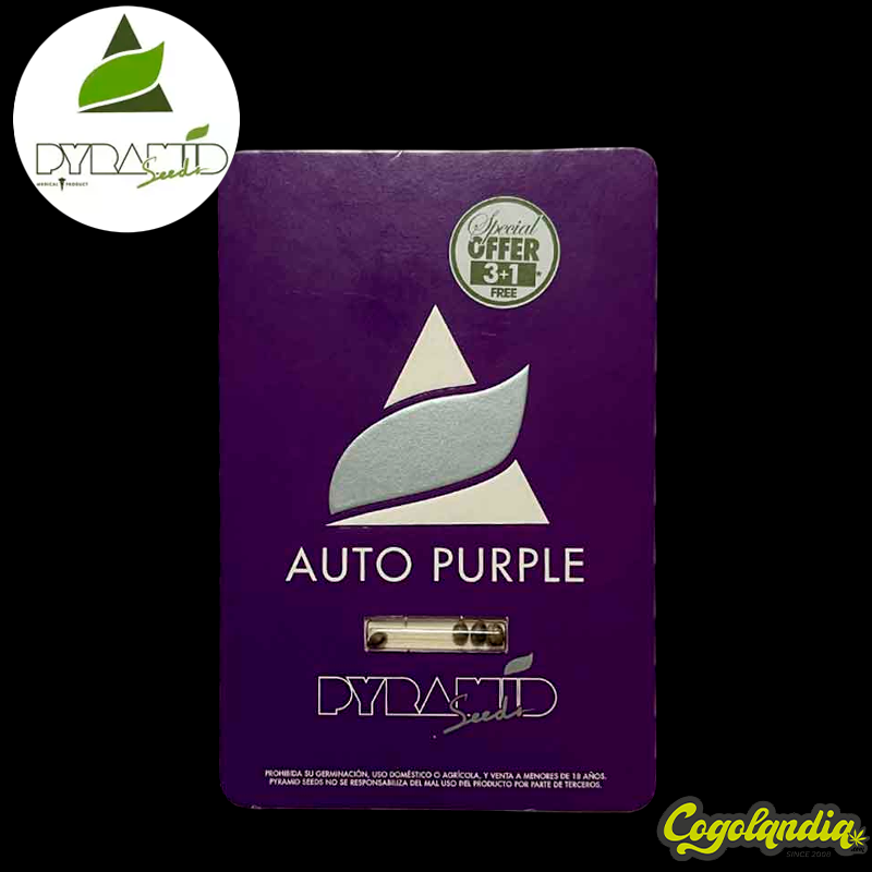 Auto Purple - Pyramid Seeds