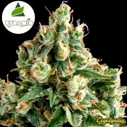 Auto Olympia - Pyramid Seeds