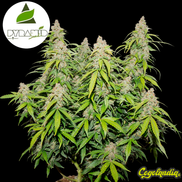 Auto Northern Ligths - Pyramid Seeds