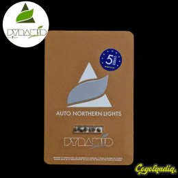 Auto Northern Ligths - Pyramid Seeds