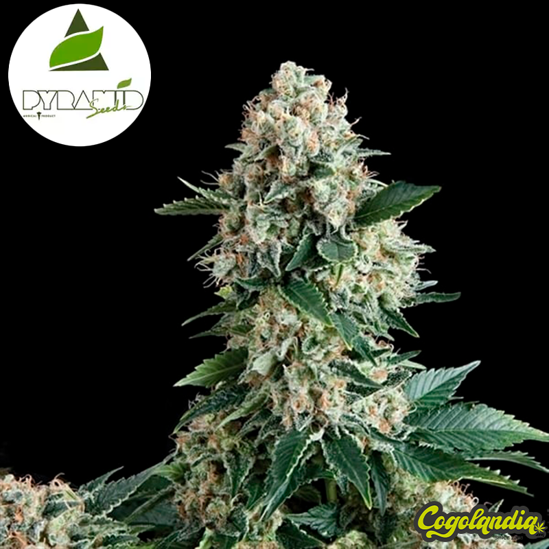 Auto New York City - Pyramid Seeds