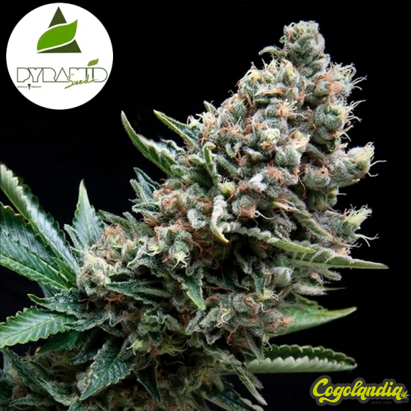 Auto Nefertiti - Pyramid Seeds