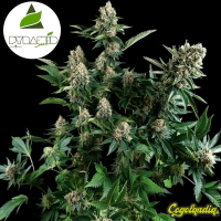 Auto Lennon - Pyramid Seeds