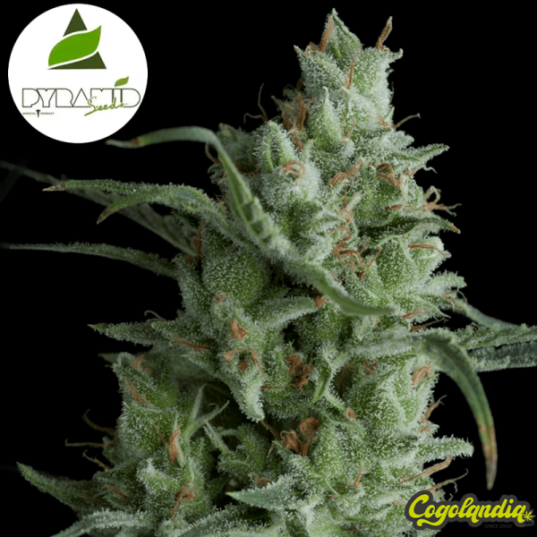 Auto Kryptonite - Pyramid Seeds