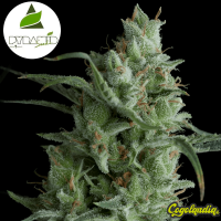 Auto Kryptonite - Pyramid Seeds