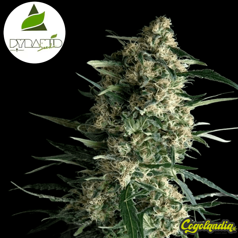 Auto Galaxy - Pyramid Seeds Semillas autoflorecientes