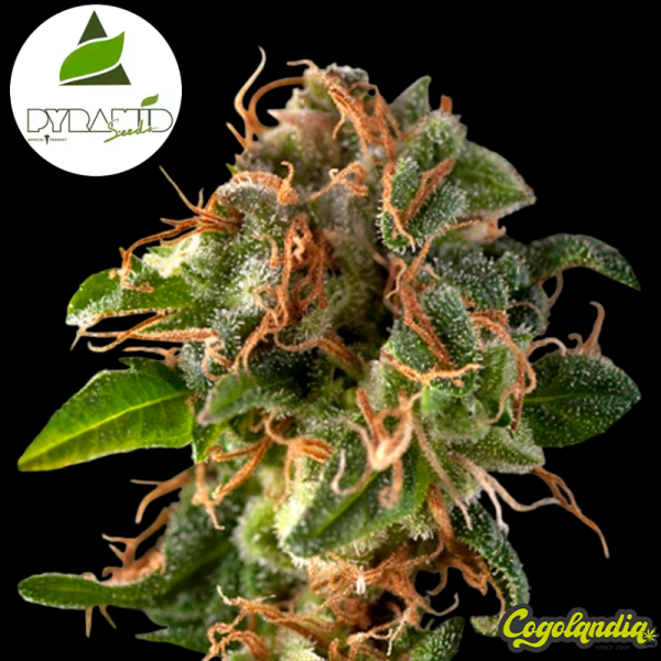 Auto Fresh Candy - Pyramid Seeds