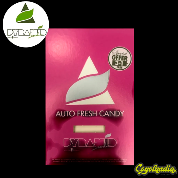 Auto Fresh Candy - Pyramid Seeds