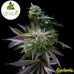 Auto Blue Pyramid - Pyramid Seeds