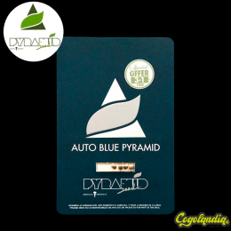 Auto Blue Pyramid - Pyramid Seeds