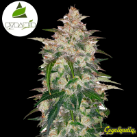 Auto Anubis - Pyramid Seeds