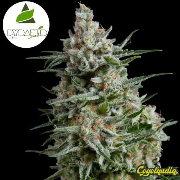 Auto Anesthesia - Pyramid Seeds