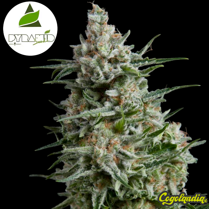 Auto Anesthesia - Pyramid Seeds