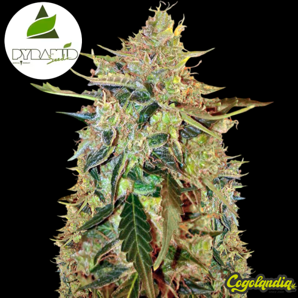 Auto American Pie - Pyramid Seeds