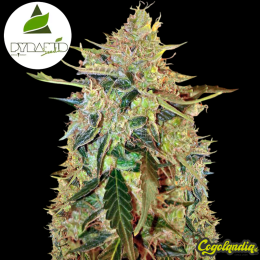 Auto American Pie - Pyramid Seeds