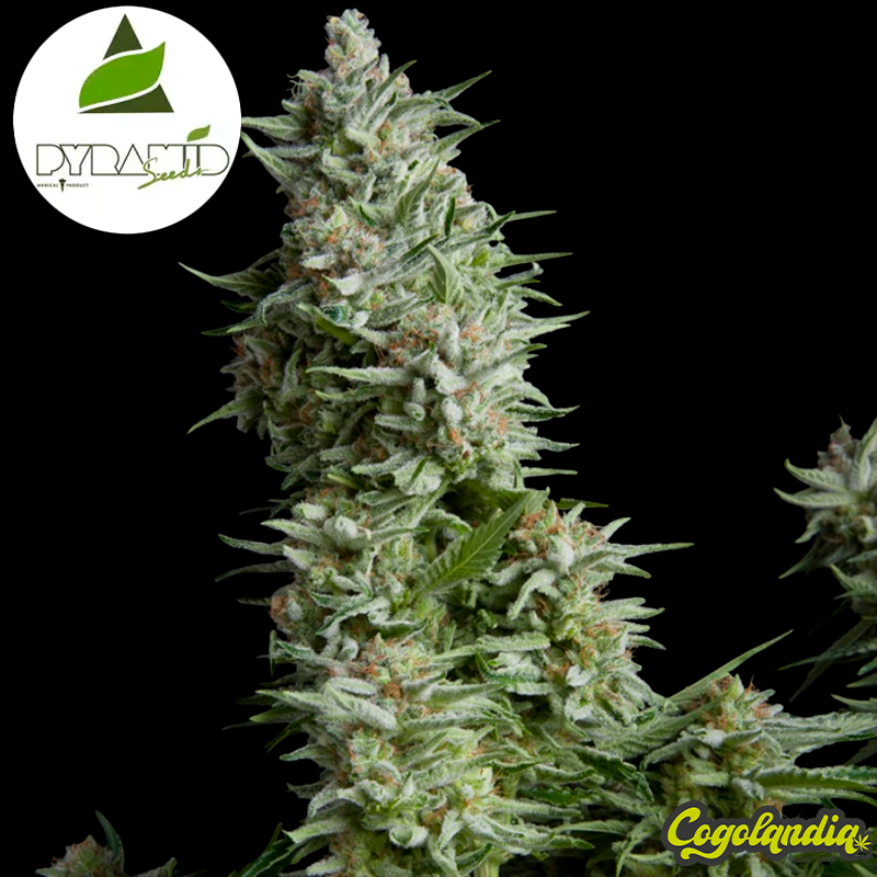 Auto Alpujarreña - Pyramid Seeds Semillas autoflorecientes
