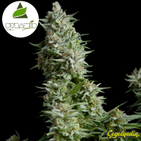 Auto Alpujarreña - Pyramid Seeds Semillas autoflorecientes