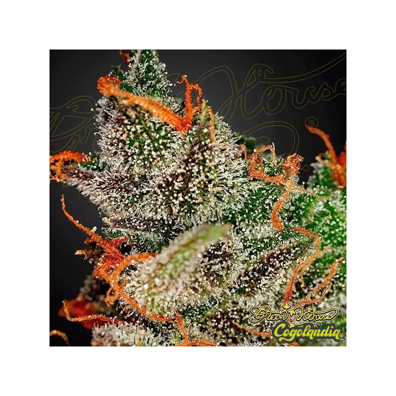 King's Kush - Green House Seeds