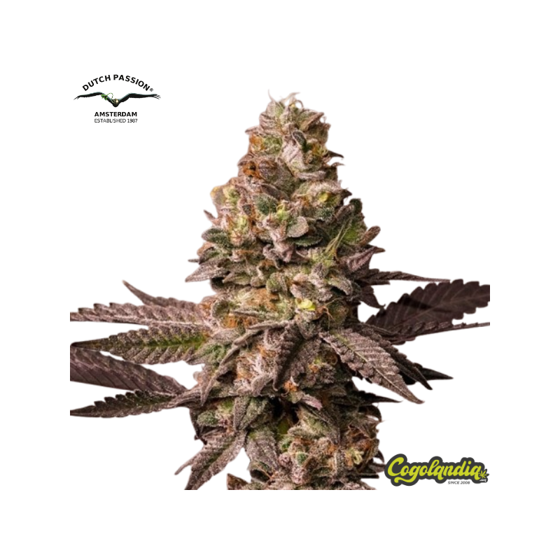 Red Tropicana Cookies - Dutch Passion