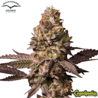 Red Tropicana Cookies - Dutch Passion