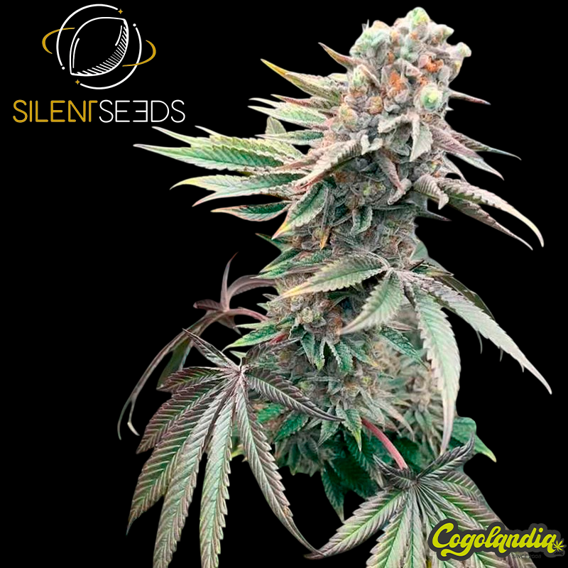 Pink Sunset Auto - Silent Seeds Semillas autoflorecientes