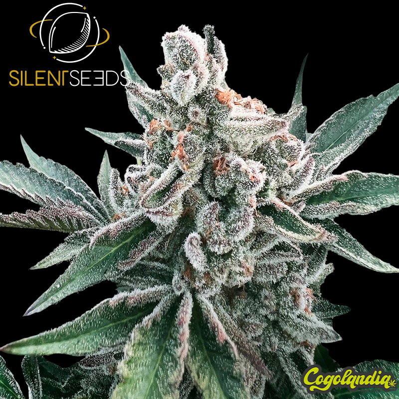 Polar Gelato Auto - Silent Seeds Semillas autoflorecientes
