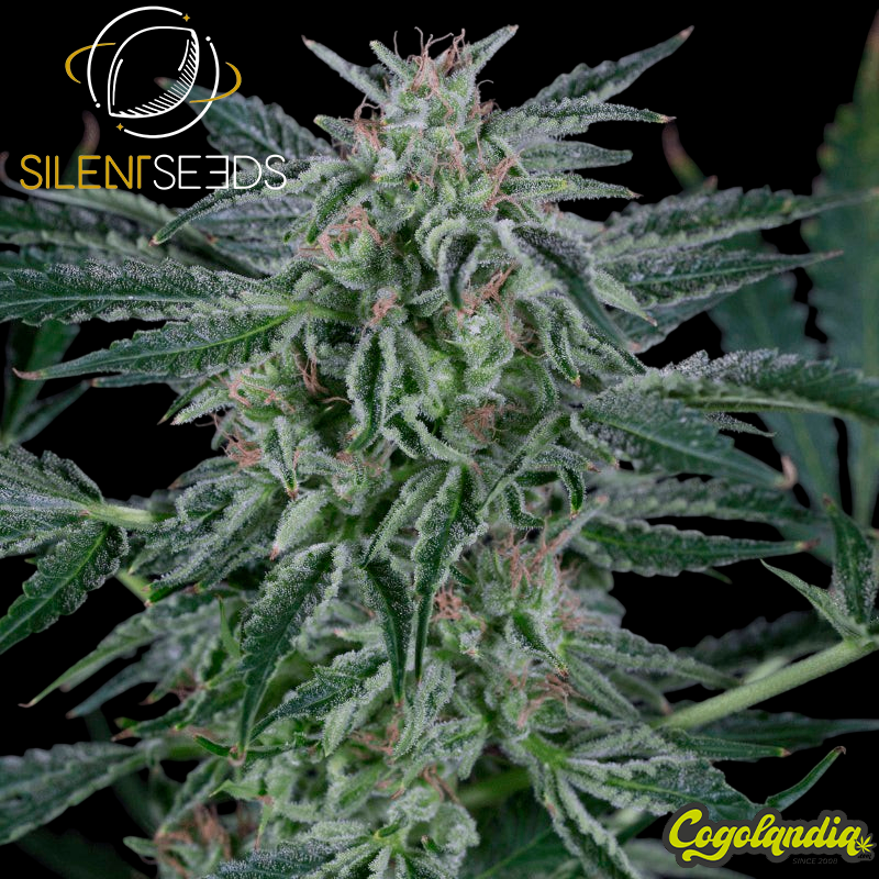 Critical Jack Auto - Silent Seeds Semillas autoflorecientes