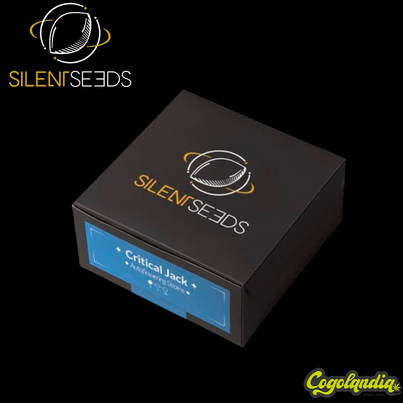 Critical Jack Auto - Silent Seeds Semillas autoflorecientes
