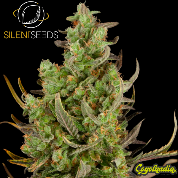 Critical + 2.0 - Silent Seeds