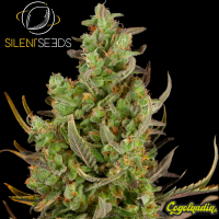 Critical + 2.0 - Silent Seeds