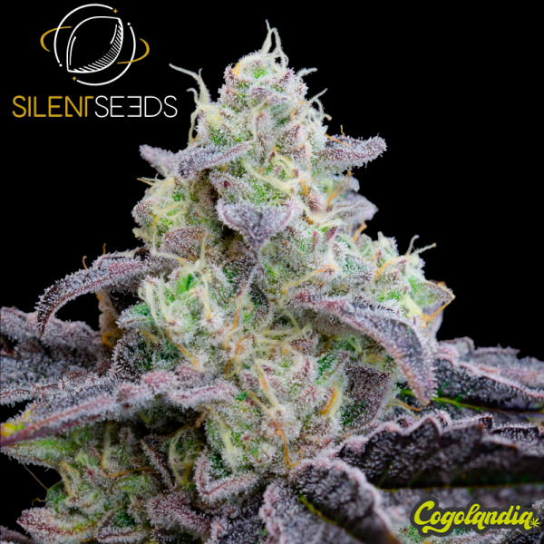 L.A. Vanilla Cake Auto - Silent Seeds